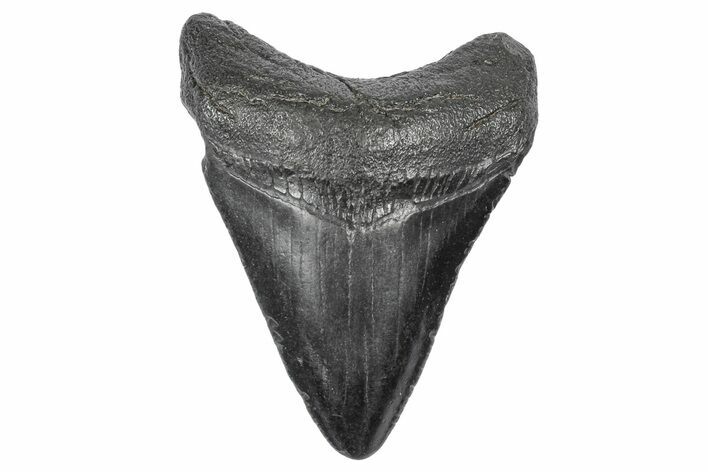 Juvenile Megalodon Tooth - South Carolina #340503